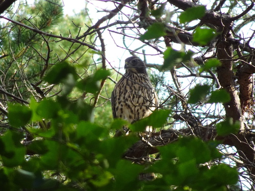 Eurasian Goshawk