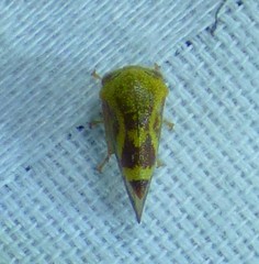 Ophiderma evelyna