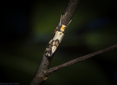 Philenora chionastis