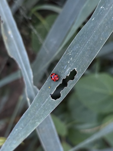 Small Transverse Ladybird Beetle