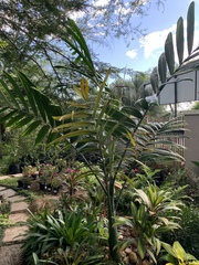 Chambeyronia macrocarpa