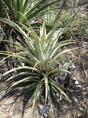 Tillandsia roseoscapa
