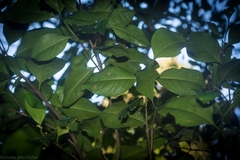 Triflorensia cameronii