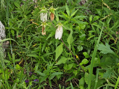 Spotted bellflower