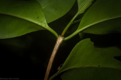 Triflorensia cameronii