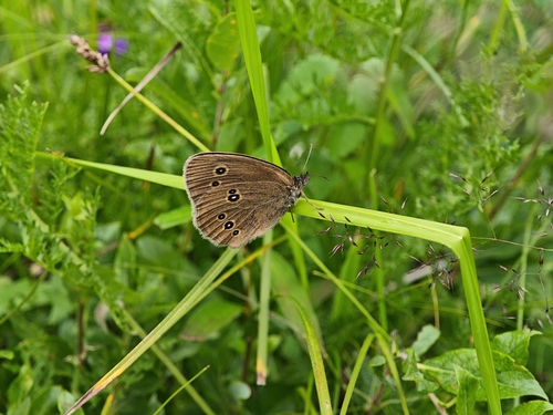 Ringlet