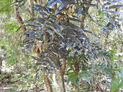 Hicksbeachia pinnatifolia