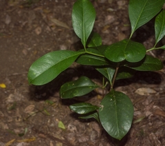 Triflorensia cameronii