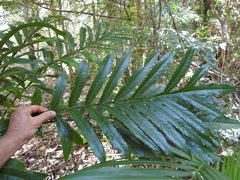 Hicksbeachia pinnatifolia