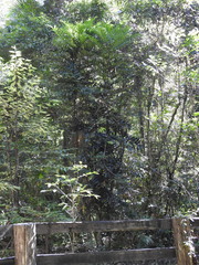 Hicksbeachia pinnatifolia