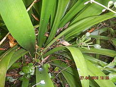 Clivia miniata miniata