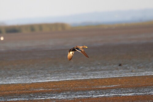 iNaturalist image
