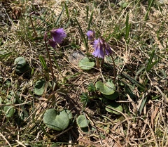 Soldanella montana