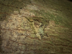 Tamba conscripta