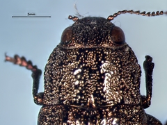 Dicerca tenebrica