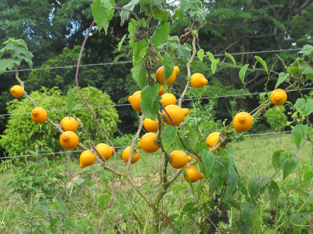 Solanum mammosum; photograph author not stated, no rights reserved