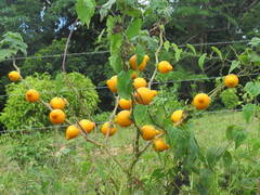 Solanum mammosum