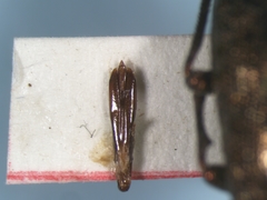 Dicerca tenebrica
