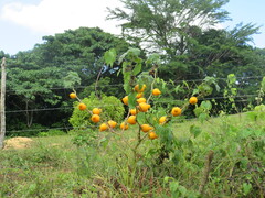author not stated, no rights reserved Solanum mammosum, photograph author not stated, no rights reserved
