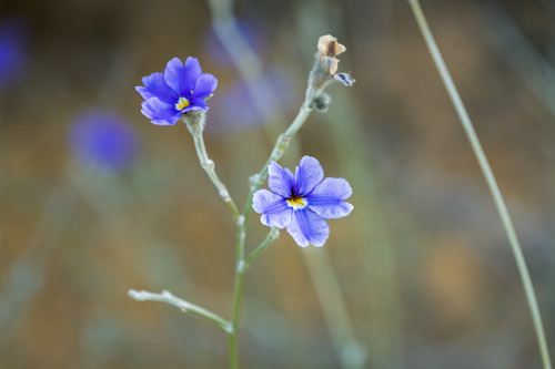 Dampiera oligophylla, 2026-07-08