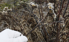 Saussurea pseudotilesii