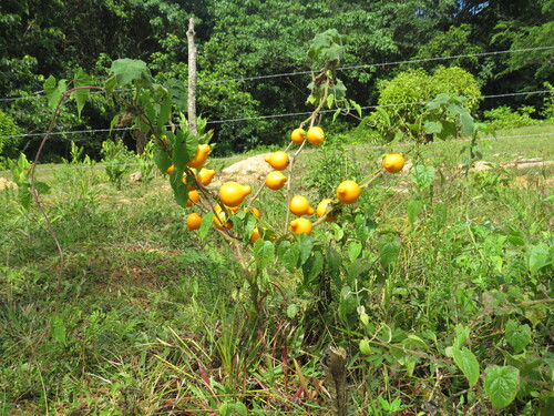 Solanum mammosum, photograph 2