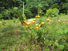 author not stated, no rights reserved Solanum mammosum, photograph author not stated, no rights reserved