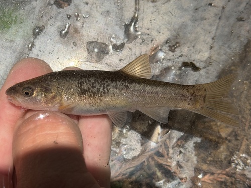 Japanese minnow (Phoxinus jouyi) — Cyprinidae — 2