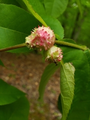 Phylloxera spinosa