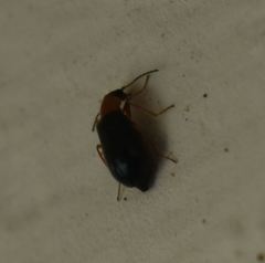 Hypebaeus flavicollis