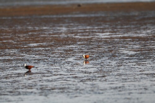 iNaturalist image