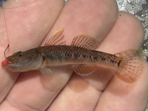 Lizard goby (Rhinogobius flumineus) — Gobiidae — 2