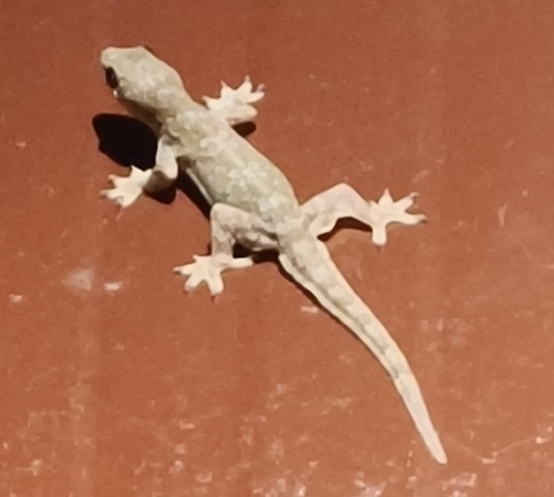 Flat-tailed House Gecko