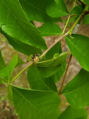 Phylloxera spinosa