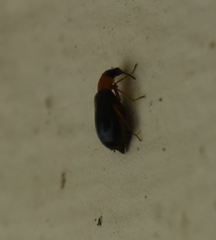 Hypebaeus flavicollis