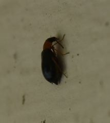 Hypebaeus flavicollis