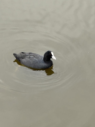 Eurasian Coot