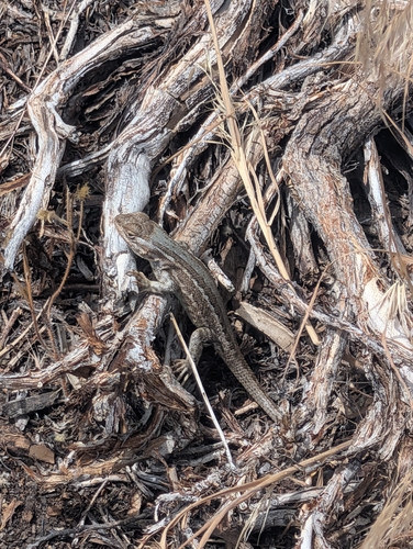 iNaturalist observation photo of Common Sagebrush Lizard