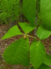 Phylloxera spinosa