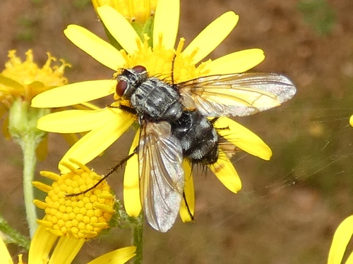 Dinera ferina, Holten, Nederland, photo 6 of 10