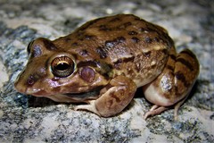 Leptodactylus bufonius