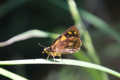 Metisella metis paris