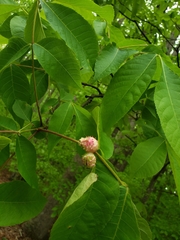 Phylloxera spinosa