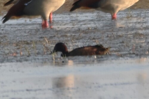 iNaturalist image