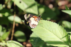 Acraea cabira