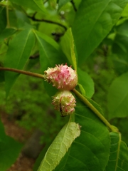 Phylloxera spinosa