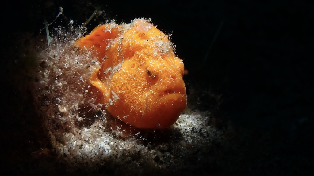 Orange painted frogfish photographed head on against dark water in the Philippines