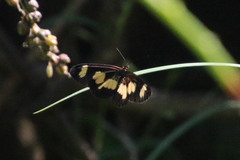 Acraea cabira
