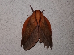 Adeloneivaia