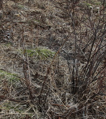 Saussurea pseudotilesii